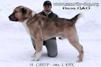 Sabur