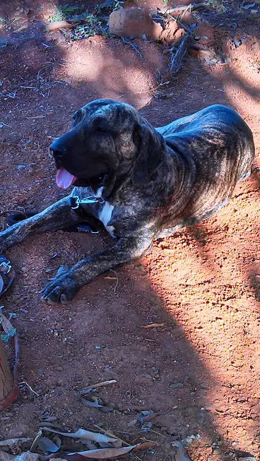 Huna Gigantes do Aporã