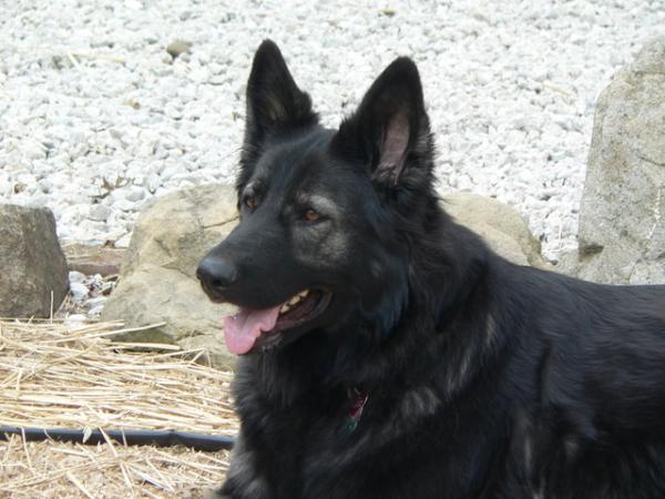 Mischa Of Crooked River