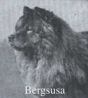 Bergsusa (1913) AKC 229035
