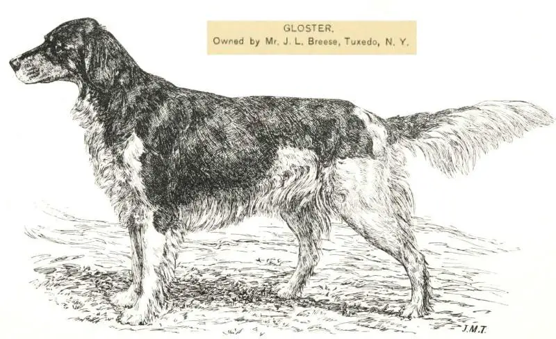 Gloster (1884)