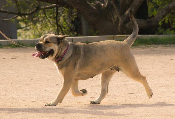 Galateya Amy Royal Moloss Kennel
