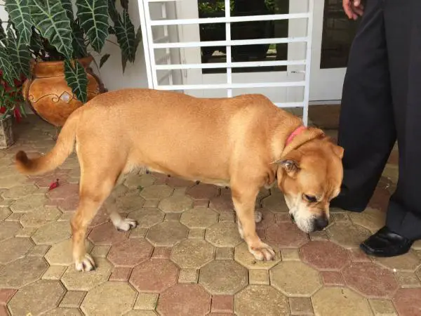 Lilu (registro Inicial PR)