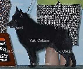 Willow’s Little Yuki Ookami
