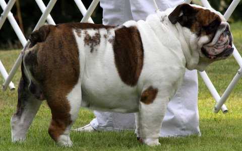 Beefeater's Muscle Man of Imok