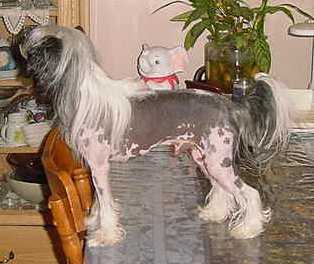 Alines Sir Smudge O' Sweetvalley