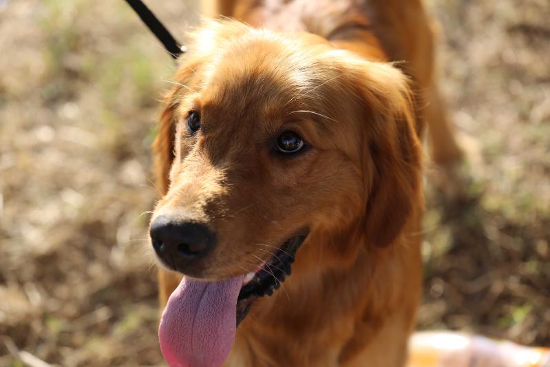 Hera von Havari