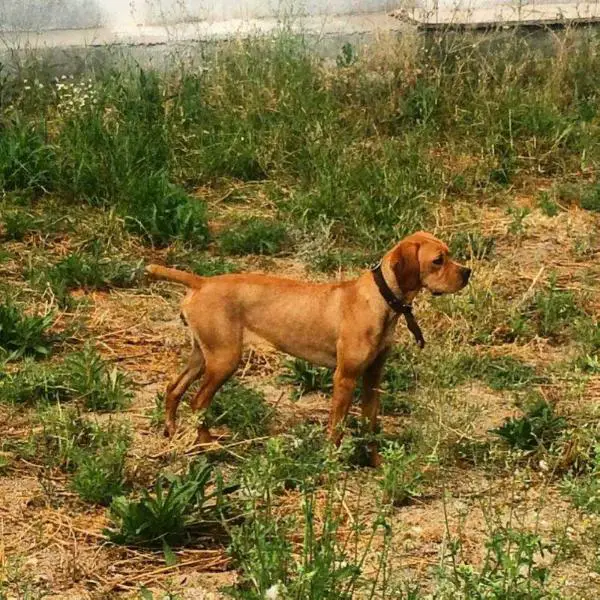 Azinheira