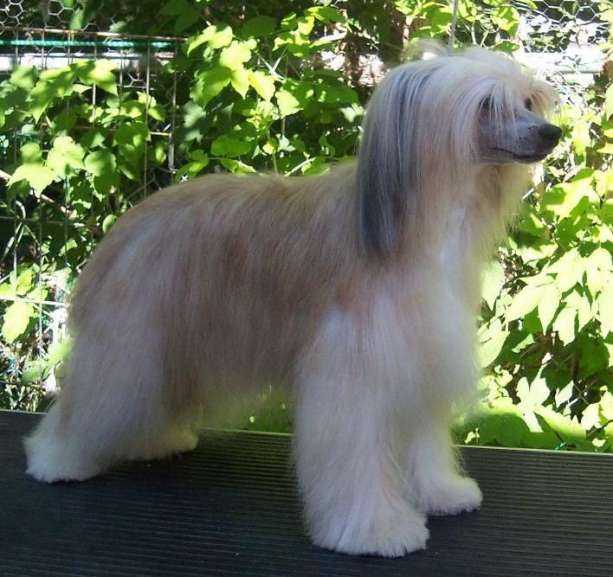 Unidog's Puff Agan