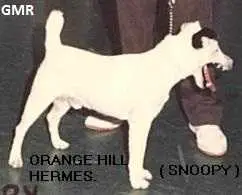 Orange Hill Hermes At GMR