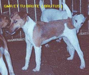GMR Et Tu Bruté