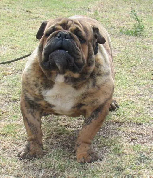Curaka de Pinto Bull