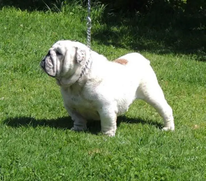 D' Pichis Valentino