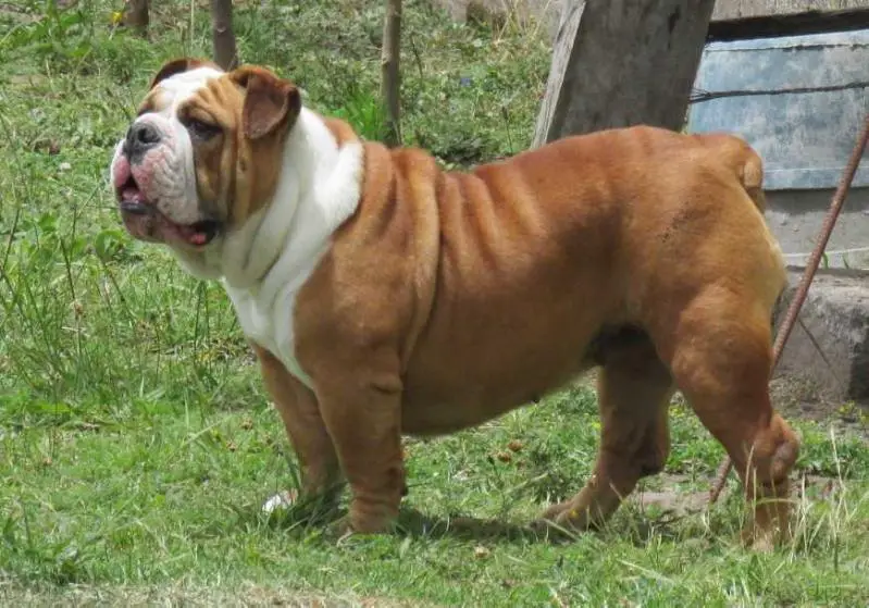PENELOPE DE PINTO BULL