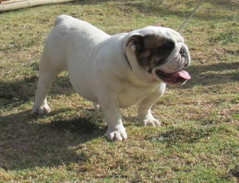 DICKY DE PINTO BULL