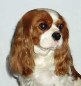 Sheeba Top Model