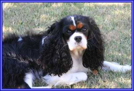Patlyns Miss Belle Starr