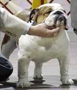 Karma's Big Shot