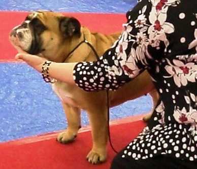 Hezzbullies Blazen Baby Belle