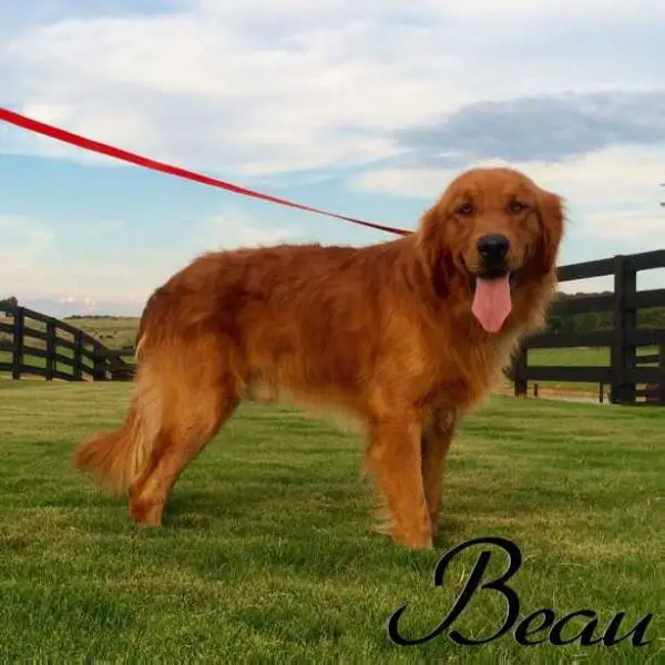 Beau of Love Bridge