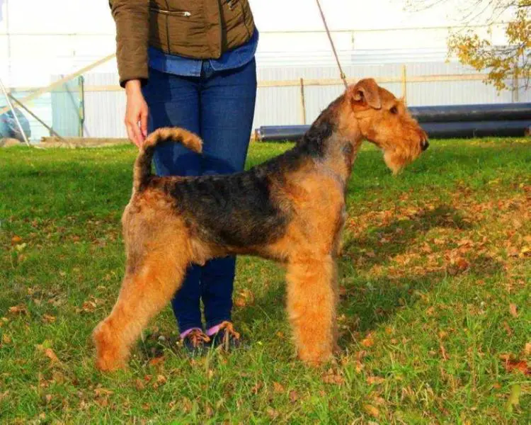 airedale terrier