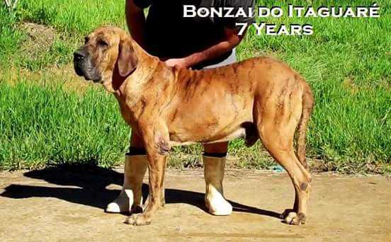 Bonzai do Itaguaré