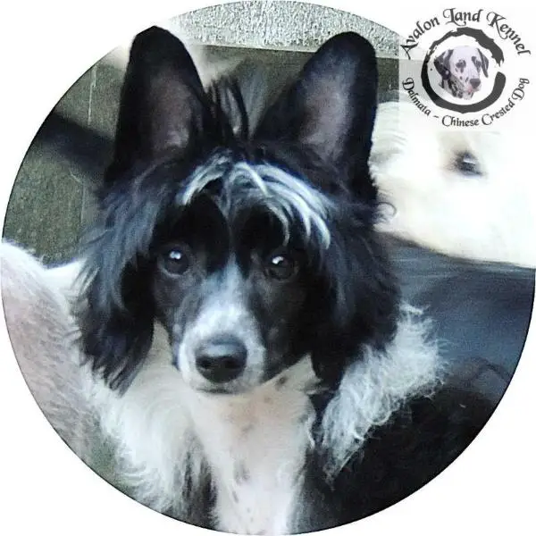Anna Sky Kennel Wasabi