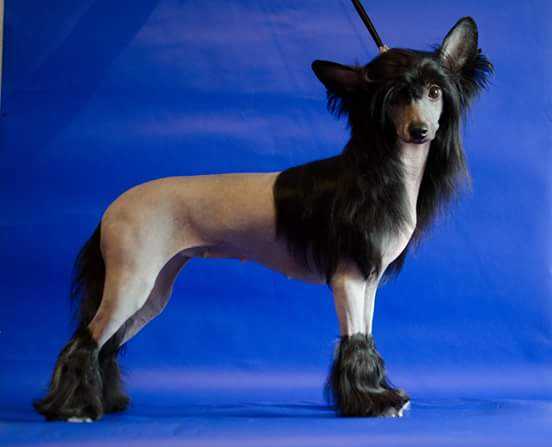 Anna Sky Kennel Taygetta