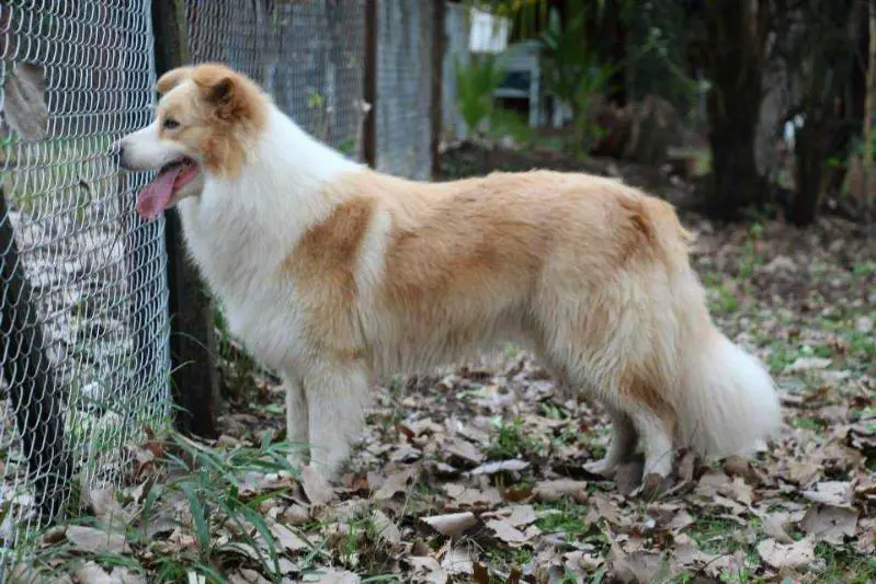 golden live stars border collies