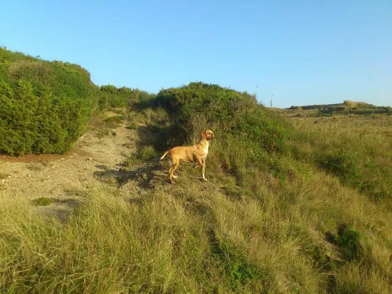 Giselle Da Flor Da Ria