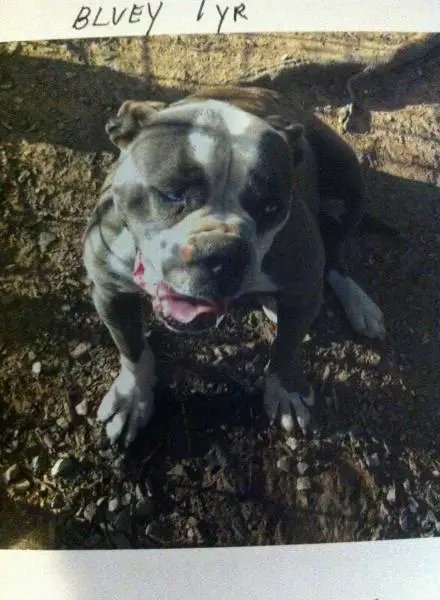 Abney's Big Bluey of Estill