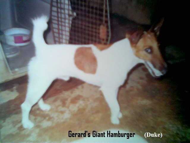 Gerard's Giant Hamburger At GMR