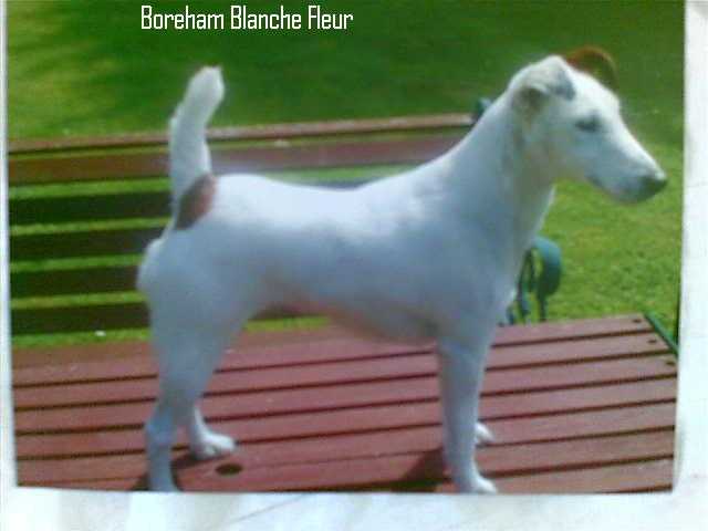 Boreham Blanche Fleur