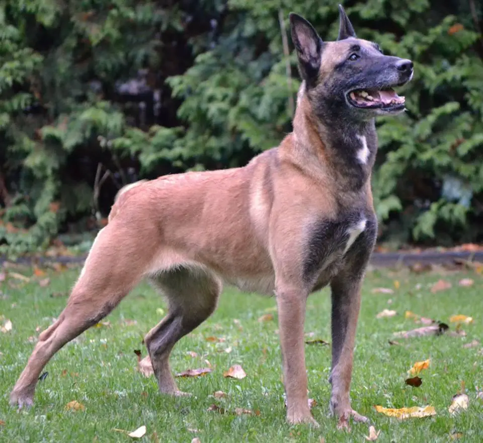 First Lady Von Der Heissen Hexe