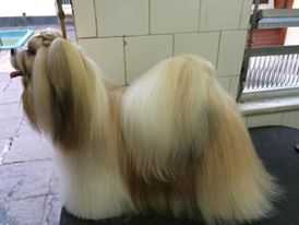RMoretto Cane Billy