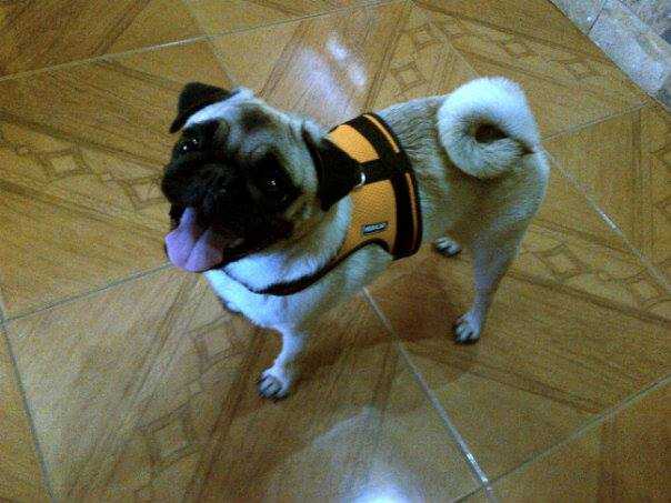 CHEER PUPPY GRACE KELLY