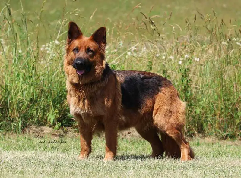 Willow shop valley gsd