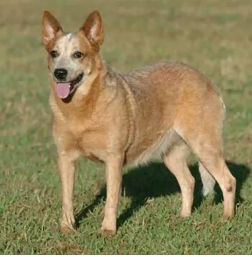 Georgia do Tembe