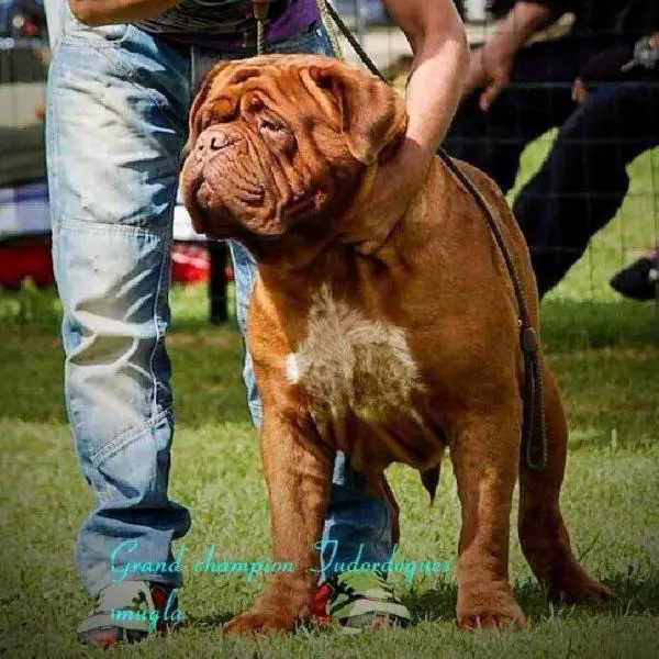 Tudordogue's Smugla