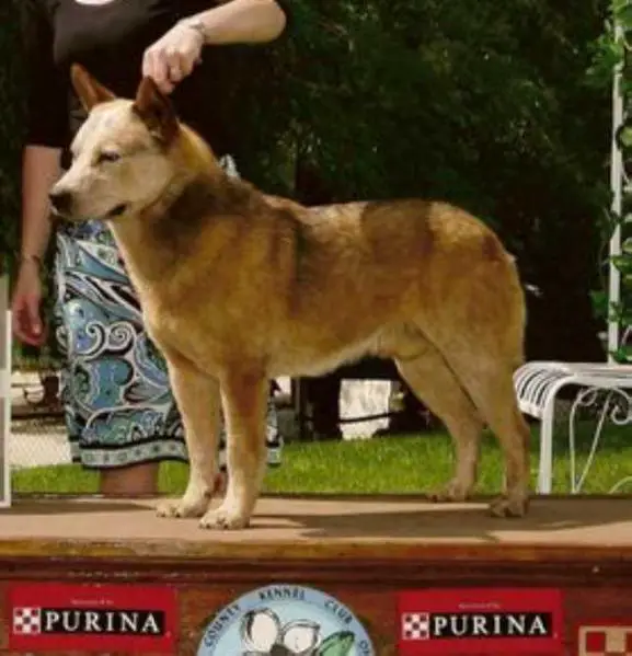 BUZZARDS MR. TUBS USA