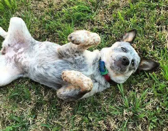 Martina (Lexi X Dusty)