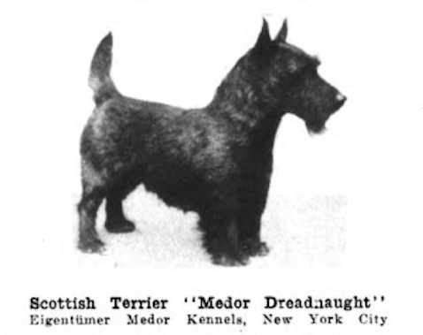 Medor Dreadnaught (c.1922)