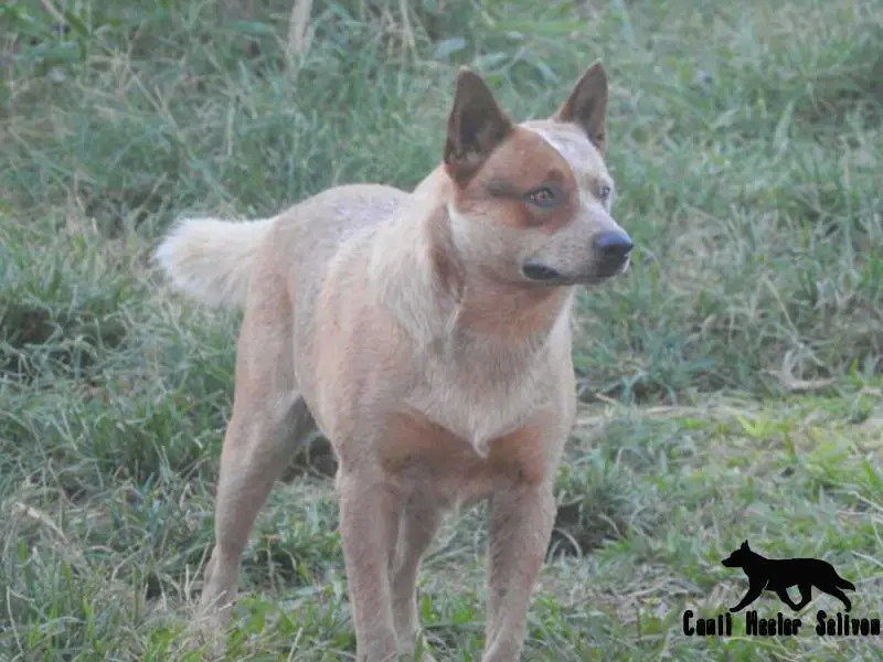 THOR do NVBK HEELER SELIVON