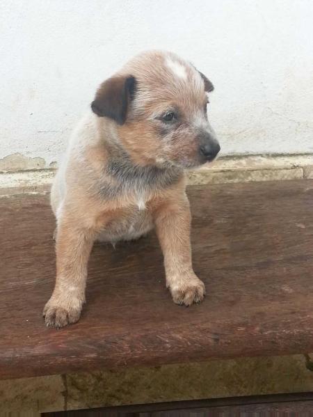 BRUTUS RED do NVBK HEELER SELIVON