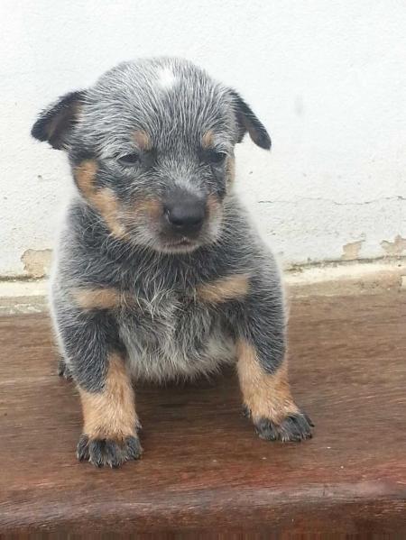 COLT BLUE do NVBK HEELER SELIVON