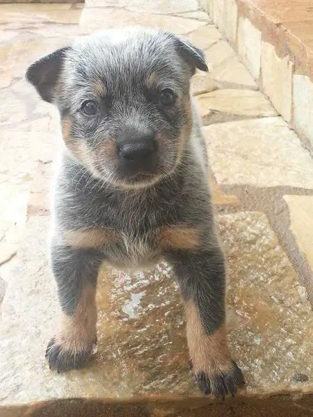 DART BLUE do NVBK HEELER SELIVON