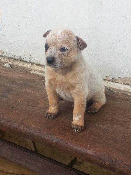 PAXÁ RED do NVBK HEELER SELIVON