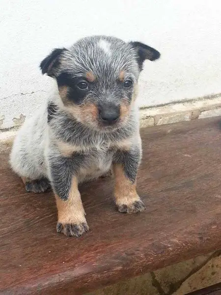 THOR II BLUE do NVBK HEELER SELIVON
