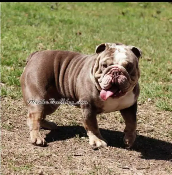 MISTER Bulldog Purple Smoke
