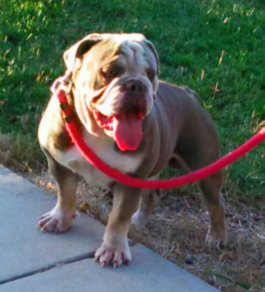 Color Me Bulldog Purple Whiskey of Midwest Swag Bullies